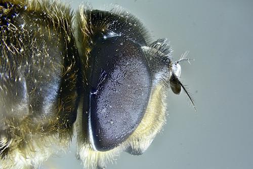 Eristalis similis